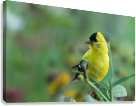 Goldfinch Canvas Print