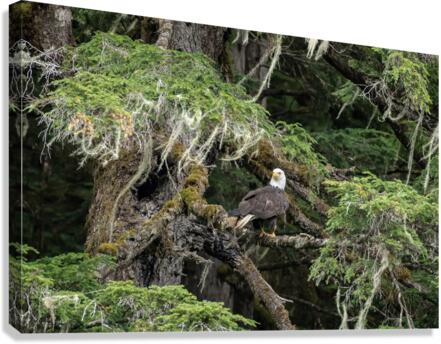 Hyder Alaska Eagle Canvas Print