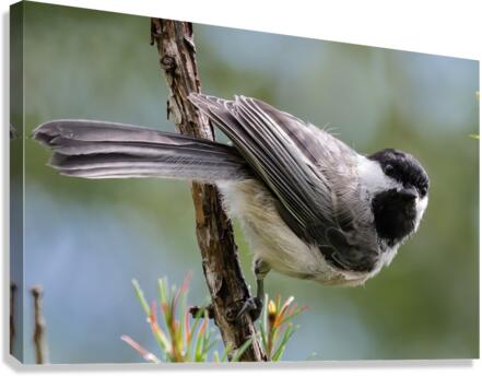 Curious Chickadee Canvas Print