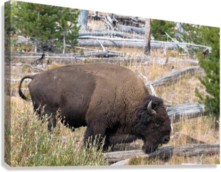 Yellowstone Bison Canvas Print