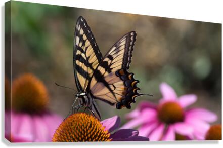 Butterfly 2 Canvas Print