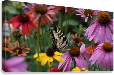 Butterfly 3 Canvas Print