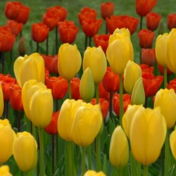 Tulip Bonanza
