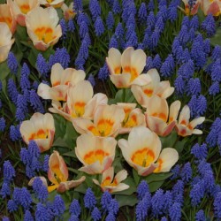 Tulip Garden