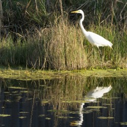 Snowy Egret Wading