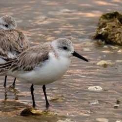 Shore Bird