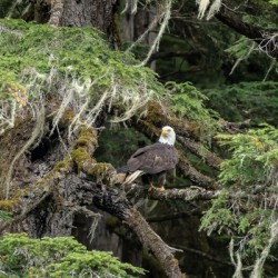Hyder Alaska Eagle