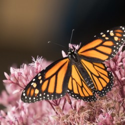 Monarch and Joe Pye