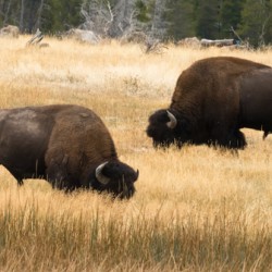 Old Faithful Bison