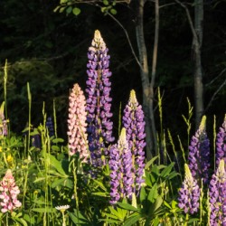 North Shore Lupine
