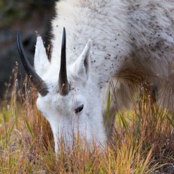Mountain Goat Tetons