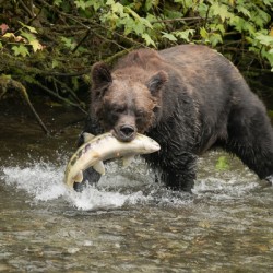 Grizzly Bear-Hyder Alaska