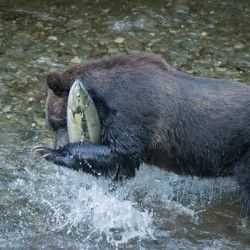 Grizzly and salmon