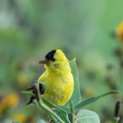 Goldfinch and Sunflowers