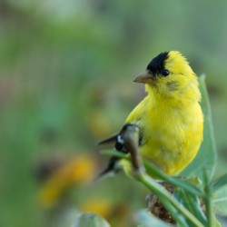 Goldfinch