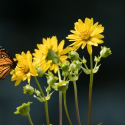 Sunflower and Monarch