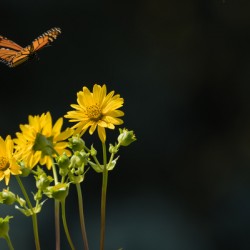 Floating Butterfly