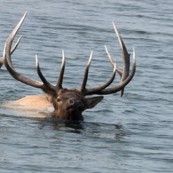 Elk Swimming