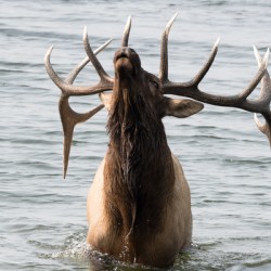  Bugling Elk in Lake