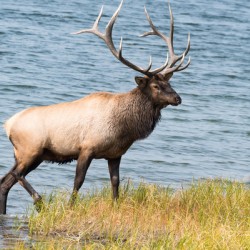Royal Elk 