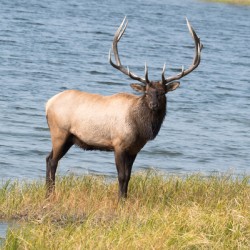  Bull Elk-Yellowstone
