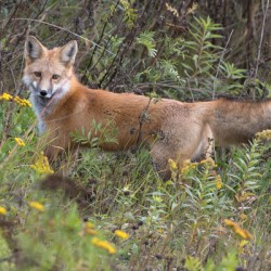 Red Fox Stalking