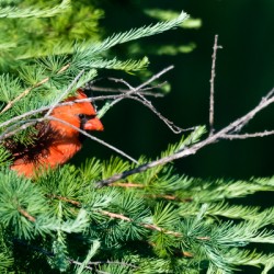 Cardinal in Tamarac