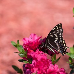 Butterfly and Azalea