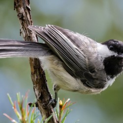 Curious Chickadee