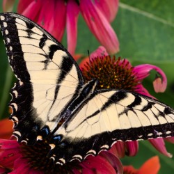 Yellow Swallowtail Butterfly