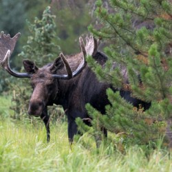  Rocky Mountain Moose