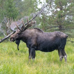 Rocky Mountain Moose