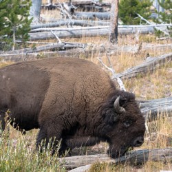 Yellowstone Bison