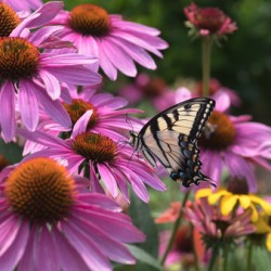 Butterfly 1