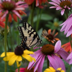 Butterfly 3