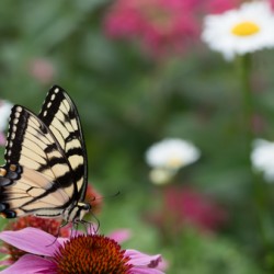 Butterfly 5