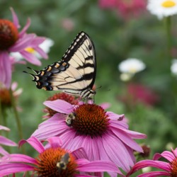 Butterfly 4