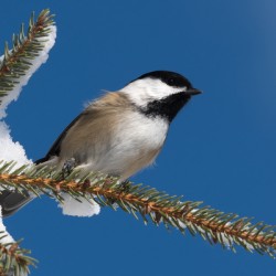 Chickadee in Winter
