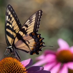 Butterfly 2