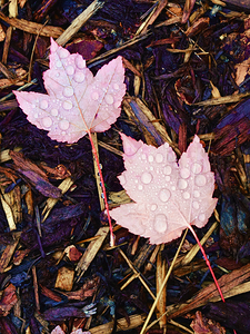 Botanical: Pink Leaves Rain Drops