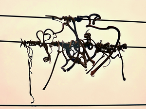 Tendrils 1 24 1.1
