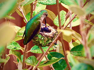 Annas Hummingbird Feeding Young