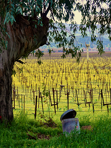 Sap Bucket  Vineyard Mustard Season 2.1 2