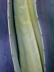 Cactus New Arm