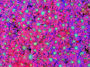 Bayside Flowers Pink