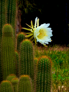 Cactus Flower San Miguel Mexico