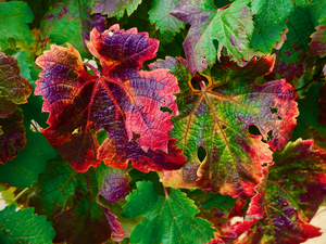 Botanical: Grape Leaves Orchard 2020-4H