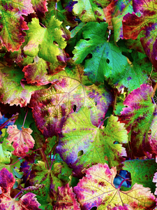 Botanical: Grape Leaves - Orchard 2020