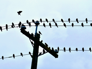 One Flew West - Blackbirds