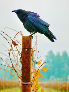Vineyard Crow Napa